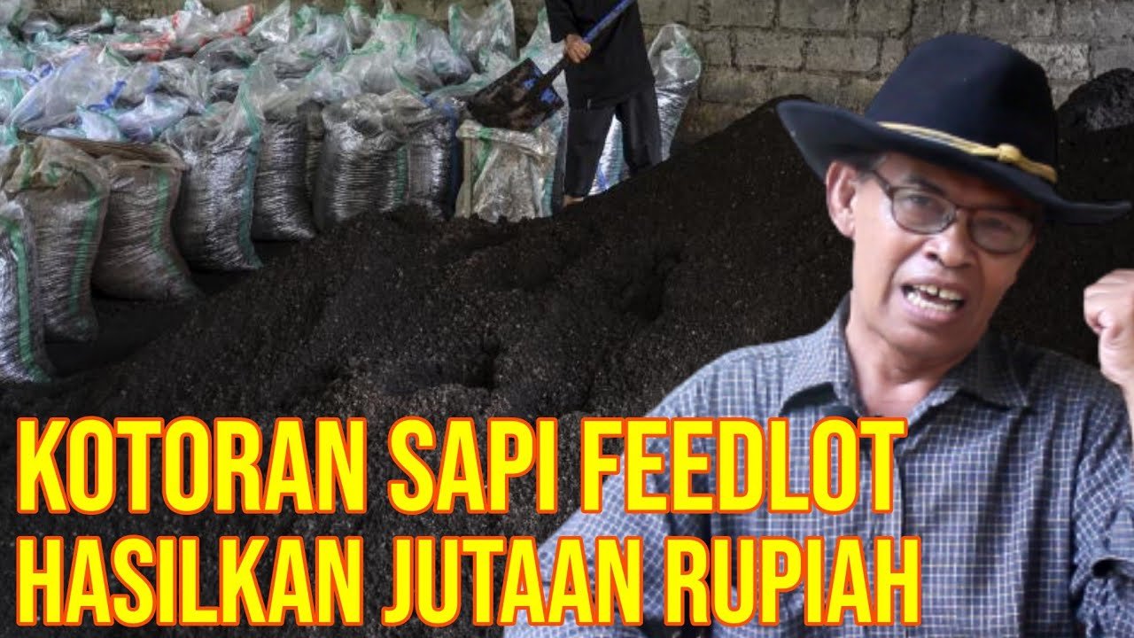 
                                 Kotoran-Sapi-Hasilkan-Jutaan-Dari-Proses-Industri-Feedloter